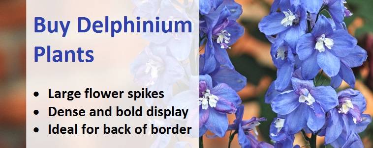Buy Delphinium plants
